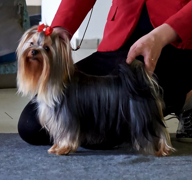  LESANZH EUGENIE — Labaza DogPedigree YorkshireTerrier